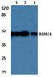 RNA Binding Motif Protein 34 antibody, PA5-37036, Invitrogen Antibodies, Western Blot image 