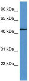 F-box/WD repeat-containing protein 4 antibody, TA344710, Origene, Western Blot image 