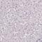 SAGA-associated factor 29 homolog antibody, HPA052590, Atlas Antibodies, Immunohistochemistry paraffin image 