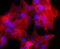 Nucleolysin TIA-1 isoform p40 antibody, A02763-1, Boster Biological Technology, Immunocytochemistry image 