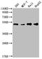 Pabp2 antibody, CSB-RA569290A0HU, Cusabio, Western Blot image 
