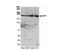 Integrator Complex Subunit 1 antibody, NB100-509, Novus Biologicals, Western Blot image 
