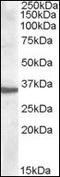 Apolipoprotein F antibody, orb95333, Biorbyt, Western Blot image 