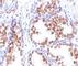 Androgen Receptor antibody, V2640IHC-7ML, NSJ Bioreagents, Immunohistochemistry frozen image 