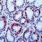 Gastrin antibody, PA5-32422, Invitrogen Antibodies, Immunohistochemistry frozen image 