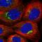 Zinc Finger Protein 564 antibody, HPA043998, Atlas Antibodies, Immunofluorescence image 