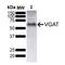Solute Carrier Family 32 Member 1 antibody, NBP2-79823, Novus Biologicals, Western Blot image 