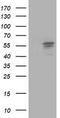 Aldehyde Dehydrogenase 3 Family Member A2 antibody, TA503256, Origene, Western Blot image 