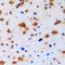 DNA Topoisomerase III Beta antibody, LS-C353109, Lifespan Biosciences, Immunohistochemistry paraffin image 
