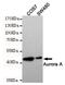 Aurora Kinase A antibody, MBS475121, MyBioSource, Western Blot image 