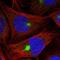 Zinc Finger Protein 189 antibody, NBP1-85915, Novus Biologicals, Immunofluorescence image 