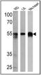 Calsequestrin-1 antibody, NB120-3516, Novus Biologicals, Western Blot image 
