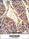 UDP-N-acetylglucosamine transferase subunit ALG14 homolog antibody, 63-693, ProSci, Immunohistochemistry paraffin image 
