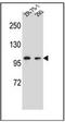 Glutamate Receptor Interacting Protein 2 antibody, AP51958PU-N, Origene, Western Blot image 