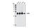 Lin-28 Homolog A antibody, 3978S, Cell Signaling Technology, Western Blot image 