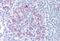 Protein Tyrosine Phosphatase Receptor Type S antibody, MBS241076, MyBioSource, Immunohistochemistry frozen image 