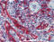 Major Histocompatibility Complex, Class I, E antibody, 51-281, ProSci, Immunohistochemistry paraffin image 