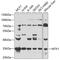 Metaxin-1 antibody, GTX32719, GeneTex, Western Blot image 