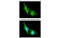 Cyclic Nucleotide Gated Channel Alpha 2 antibody, MBS837242, MyBioSource, Immunofluorescence image 