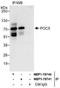 POC5 Centriolar Protein antibody, NBP1-78740, Novus Biologicals, Western Blot image 