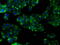 Protein Tyrosine Phosphatase Receptor Type E antibody, GTX83767, GeneTex, Immunofluorescence image 