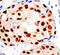 Protein arginine N-methyltransferase 1 antibody, ADI-905-699-100, Enzo Life Sciences, Immunohistochemistry frozen image 