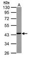 NADH:Ubiquinone Oxidoreductase Subunit A10 antibody, LS-C186367, Lifespan Biosciences, Western Blot image 