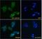 SPY1 antibody, PA5-18289, Invitrogen Antibodies, Immunofluorescence image 