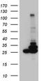 Phosphoglycerate Mutase Family Member 4 antibody, CF810859, Origene, Western Blot image 