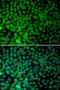 Ring-Box 1 antibody, LS-B13862, Lifespan Biosciences, Immunofluorescence image 