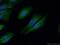 Testis Expressed 33 antibody, 26577-1-AP, Proteintech Group, Immunofluorescence image 