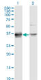 Serine Protease 8 antibody, LS-C198013, Lifespan Biosciences, Western Blot image 