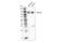 Neurotrophic Receptor Tyrosine Kinase 1 antibody, 34696S, Cell Signaling Technology, Western Blot image 