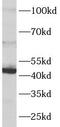 Cobalamin Binding Intrinsic Factor antibody, FNab10110, FineTest, Western Blot image 