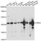 G Protein Subunit Alpha Q antibody, A14736, ABclonal Technology, Western Blot image 