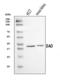 D-Amino Acid Oxidase antibody, A00773-3, Boster Biological Technology, Western Blot image 