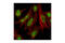 Tumor Protein P53 Binding Protein 1 antibody, 4937S, Cell Signaling Technology, Immunofluorescence image 