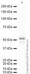 Small RNA Binding Exonuclease Protection Factor La antibody, ab75927, Abcam, Western Blot image 