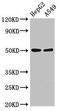 Killer Cell Immunoglobulin Like Receptor, Three Ig Domains And Long Cytoplasmic Tail 1 antibody, CSB-PA012364LA01HU, Cusabio, Western Blot image 