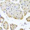 Nuclear Mitotic Apparatus Protein 1 antibody, LS-C330989, Lifespan Biosciences, Immunohistochemistry frozen image 