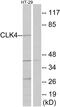 CDC Like Kinase 4 antibody, PA5-38797, Invitrogen Antibodies, Western Blot image 