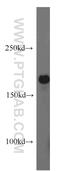 ATP Binding Cassette Subfamily B Member 6 (Langereis Blood Group) antibody, 14996-1-AP, Proteintech Group, Western Blot image 