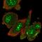RIO Kinase 1 antibody, NBP2-47301, Novus Biologicals, Immunofluorescence image 