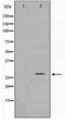 SUMO Peptidase Family Member, NEDD8 Specific antibody, TA347495, Origene, Western Blot image 