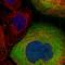 Lactate Dehydrogenase B antibody, HPA019007, Atlas Antibodies, Immunocytochemistry image 