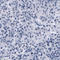 Solute Carrier Organic Anion Transporter Family Member 1B3 antibody, AMAb91230, Atlas Antibodies, Immunohistochemistry paraffin image 