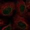 Adhesion G Protein-Coupled Receptor L2 antibody, NBP1-85091, Novus Biologicals, Immunofluorescence image 