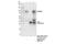 DNA Methyltransferase 3 Beta antibody, 72335S, Cell Signaling Technology, Immunoprecipitation image 