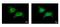 Cell division control protein 45 homolog antibody, PA5-29163, Invitrogen Antibodies, Immunofluorescence image 