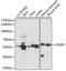 Oxidative Stress Responsive Kinase 1 antibody, LS-C750099, Lifespan Biosciences, Western Blot image 